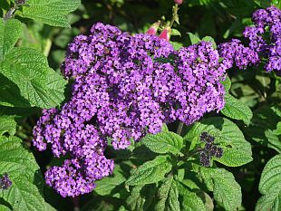 cherry pie  ، common heliotrope